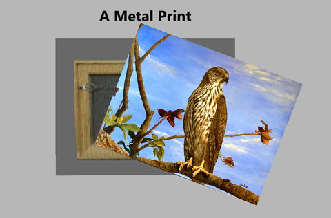 Perched Hawk on a Metal Print
