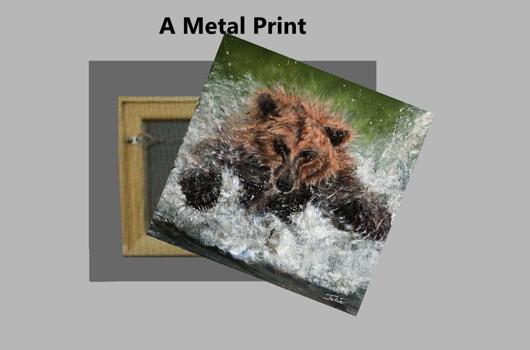 Bear on a Metal Print