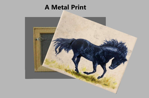 Galloping Horse on a Metal Print