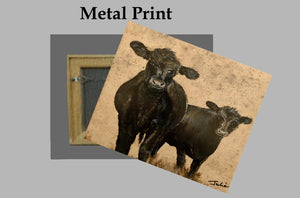 Cow's Grazing on a Metal Print