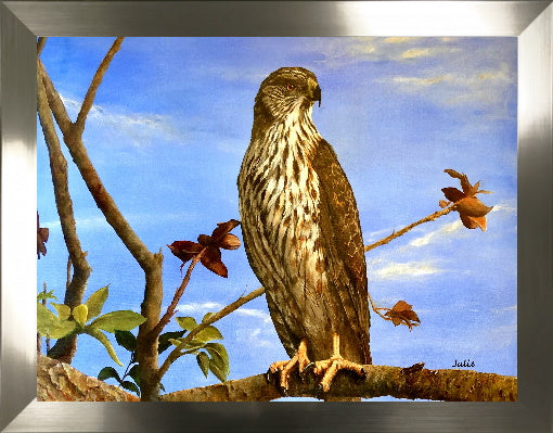 Perched Hawk on Canvas Print