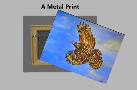A Hawk in Flight on a Metal Print