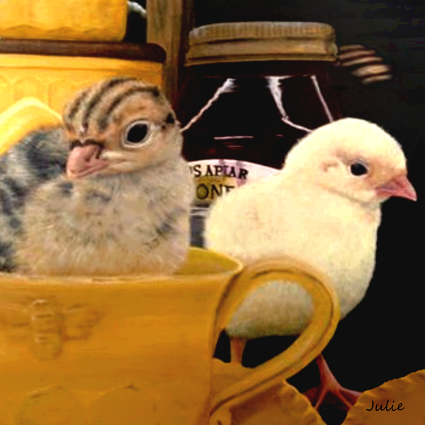 Spring Chicks on Canvas Prints